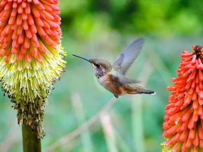 A rufous hummingbird preparing to feed at a torch lily.
