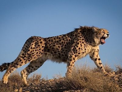 Asiatic cheetahs—like this one photographed in Iran—haven't had a stable population in India in decades. Now, the government has clearance to introduce African cheetahs into several wildlife ranges in the Indian subcontinent.