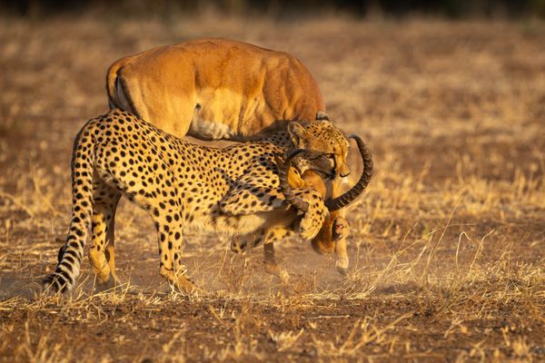 A Cheetah mother struggles with an Impala. thumbnail