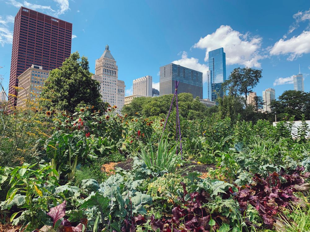 An urban skyline appears in the background with lush plants growing in the foreground