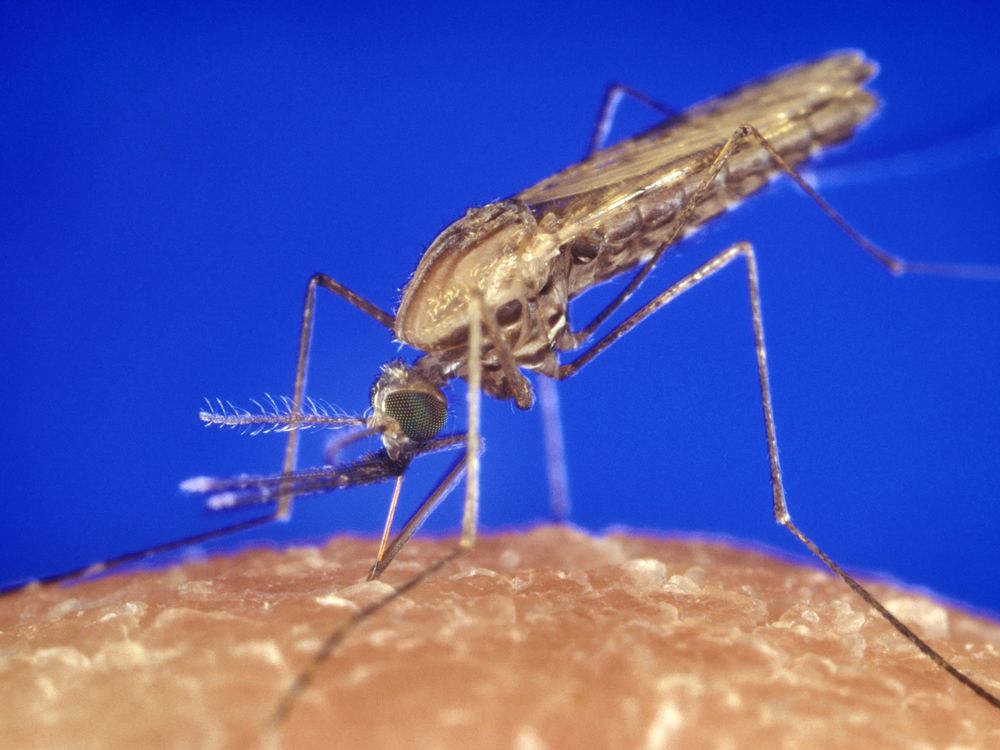 A close-up of a mosquito biting a person's skin with a solid blue background