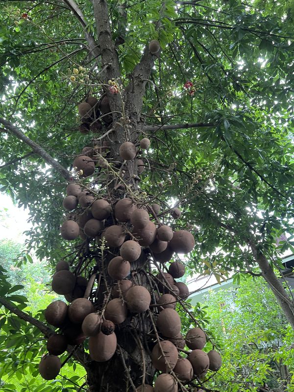 Cannonball Tree thumbnail