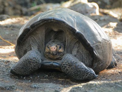 Fernanda, the Fernandina Giant Tortoise was found in 2019 on an expedition. (Pictured here) The tortoises on Fernandina Island were thought to have gone extinct from volcanic eruptions. 