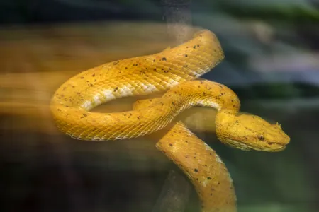 The eyelash viper is a relatively small species, with adults averaging from 22 to 32 inches long. Its most distinguishing feature, and origin of its common name, is the set of modified scales above the eyes that look much like eyelashes.






