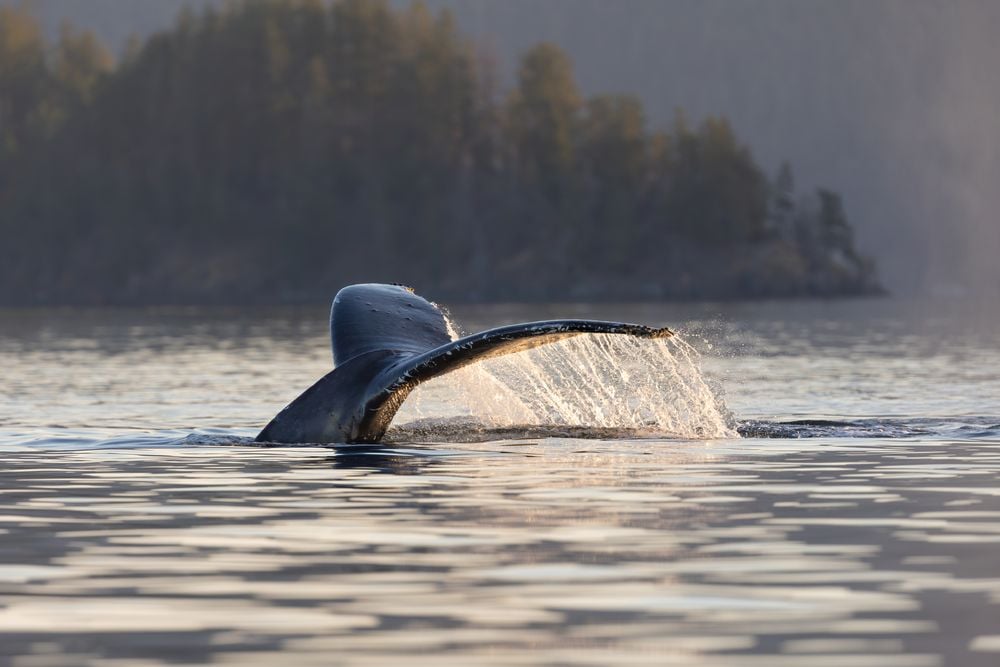 A Humpback whale takes a dive in the waters off Vancouver Island. When the whales dive they sometimes offer their tails to view and are known as flukes.