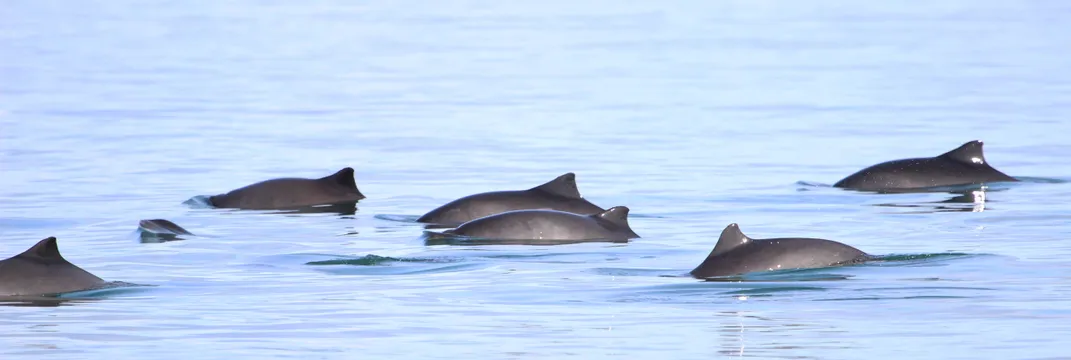 a group of about six harbor porpoises swims