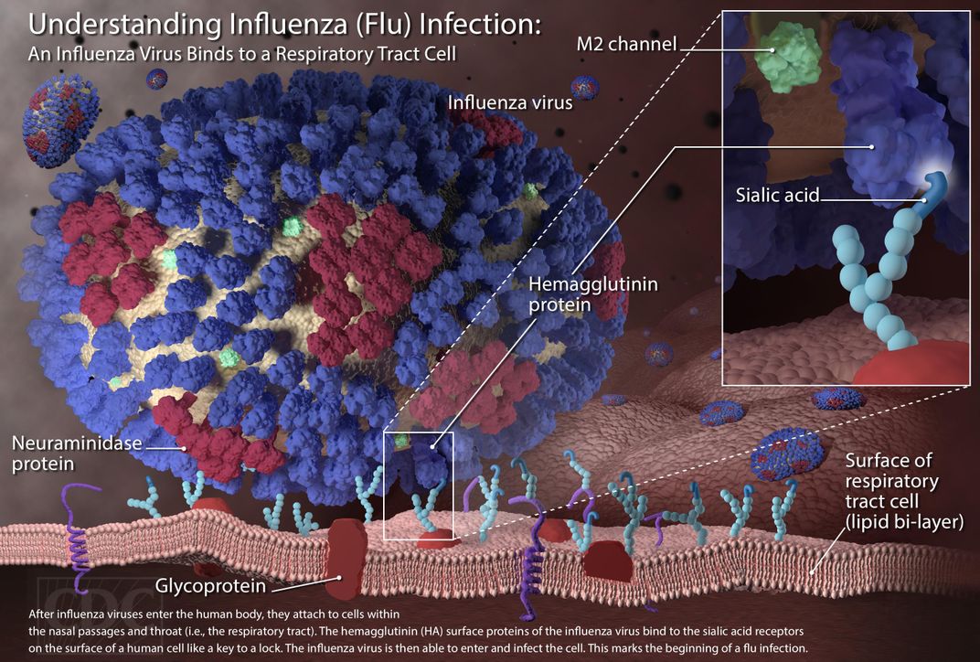 Flu Virus Diagram