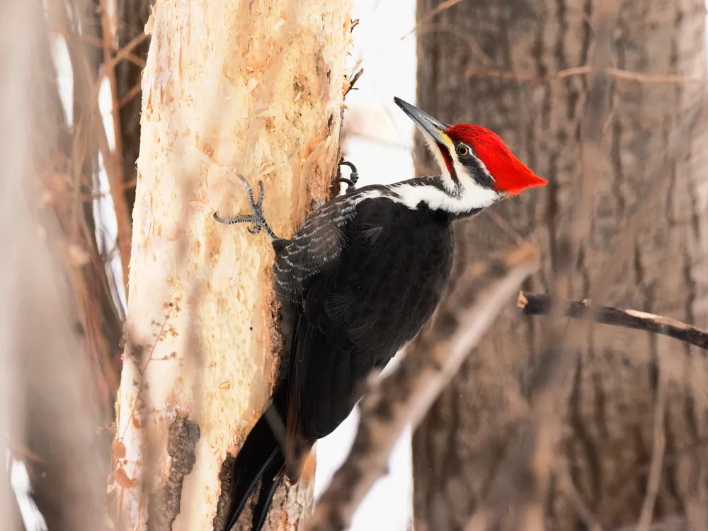 A black and white woodpecker with a red head on a tree