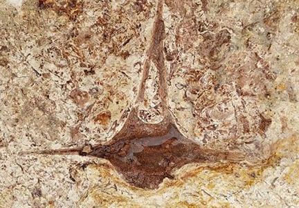 A vertebra fossil of an extinct dolphin species found at the site.
