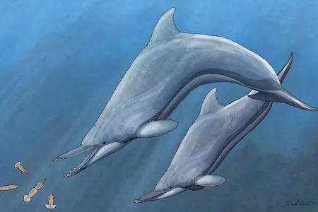 Nihohae matakoi swam in waters off the coast of&nbsp;New Zealand around 25 million years ago.
