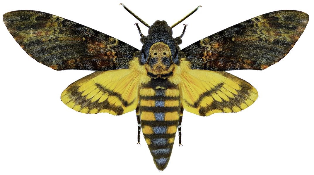 Death's Head Hawkmoth