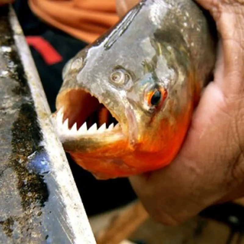 Learn More about America's Ugly Fish – Catfish, Alligator Gar