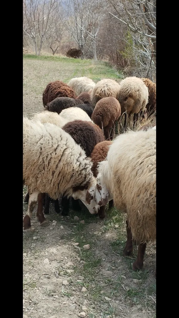 Flock of sheep thumbnail