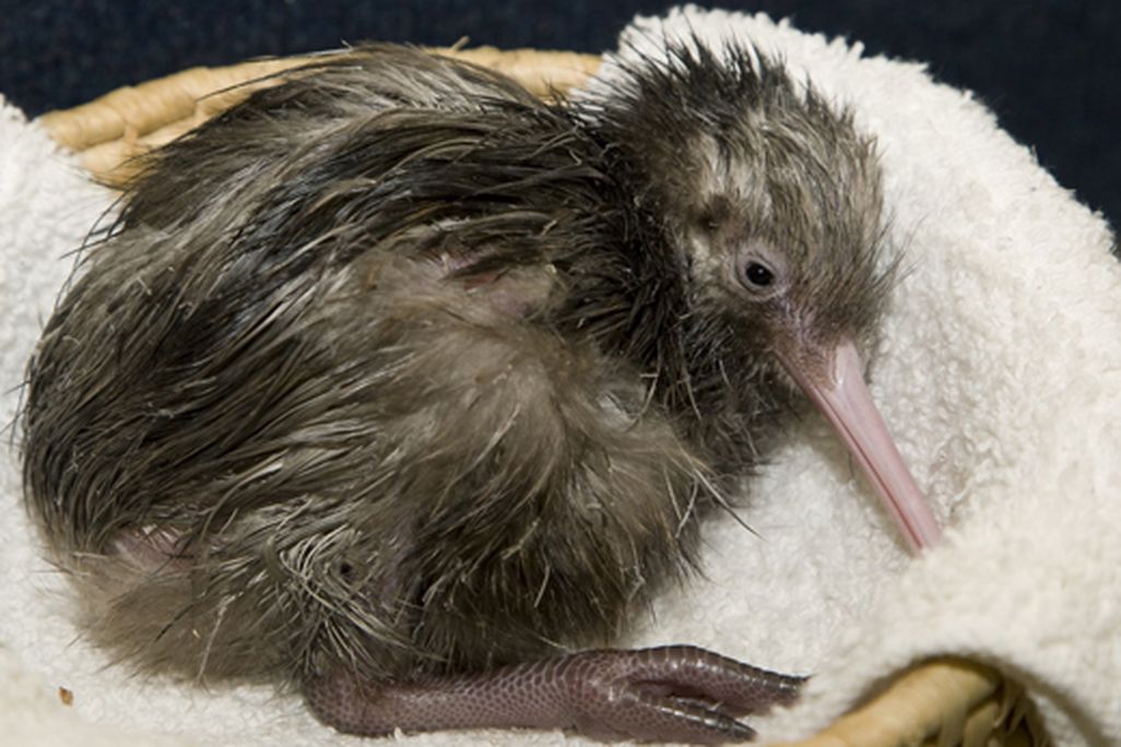 New-chick_kiwi_MM.jpg