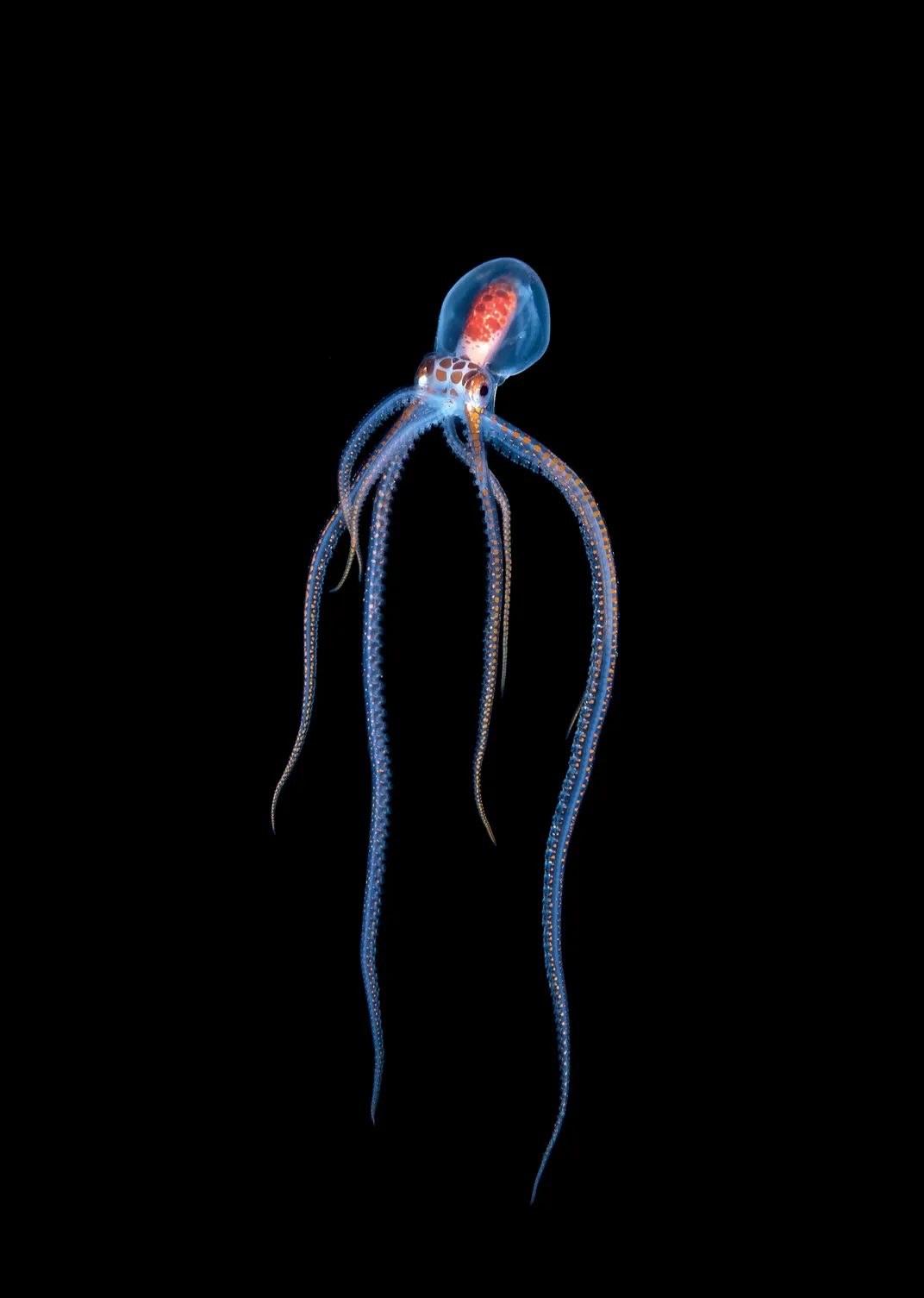 Baby Long Arm Octopus