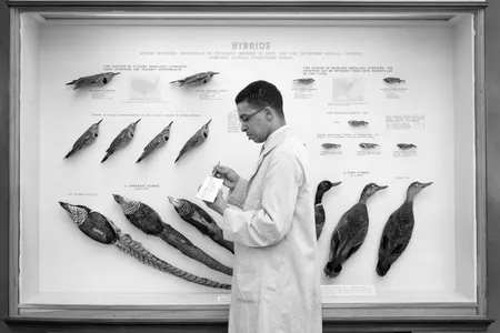 Carl Cotton places individual letters on a label for an exhibition featuring hybrid birds.