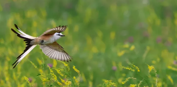 A Scissor Flycatcher soars over the wild flowers. thumbnail