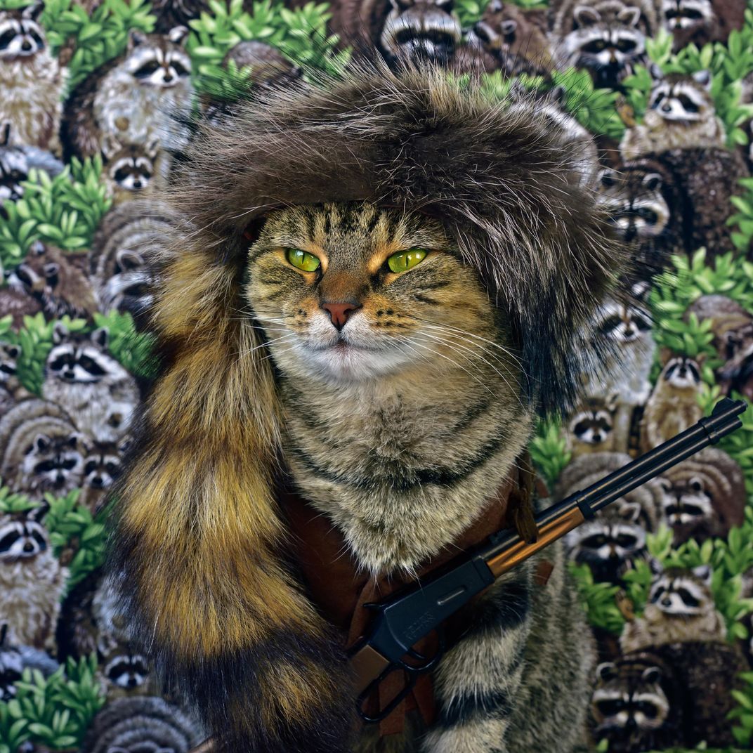 Frontier cat