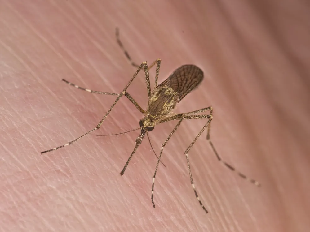 Why Do Mosquitoes Bite Some People More Than Others?, Science