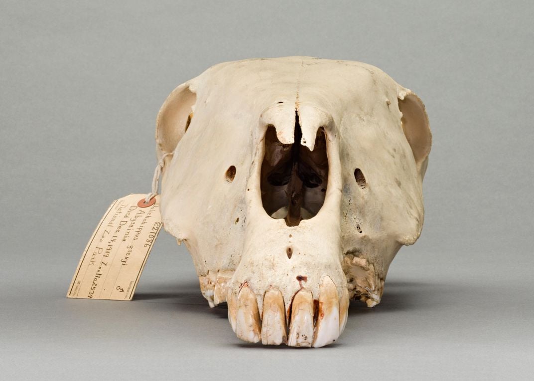 Skull of Dan, the Zebra, with label