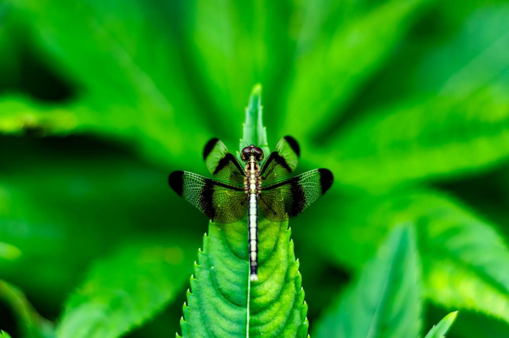 Nature showcasing her boldest pattern play. The dragonfly exhibits a striking, almost monochromatic pattern of black and pale cream or yellow on its body and wings, which provides a high contrast against the lush, rich green background of blurred foliage.
