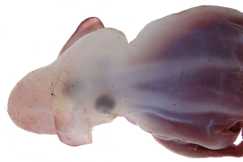 An image of a dumbo octopus species against a white background. The octopus is pinkish in color. 