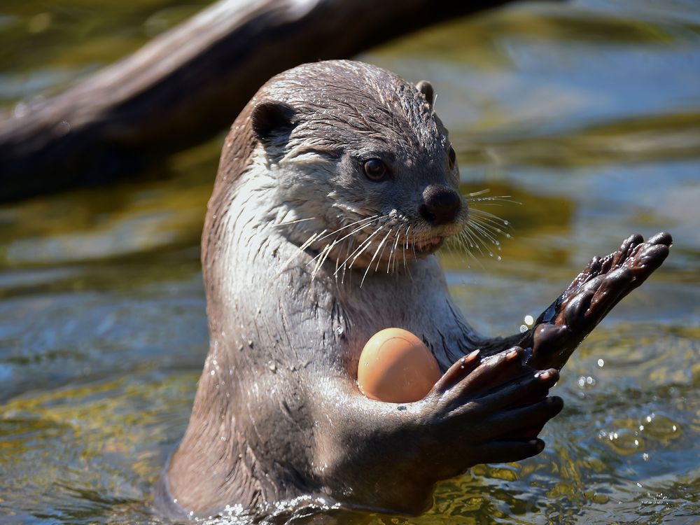 Otter juggles a ball in a pool.