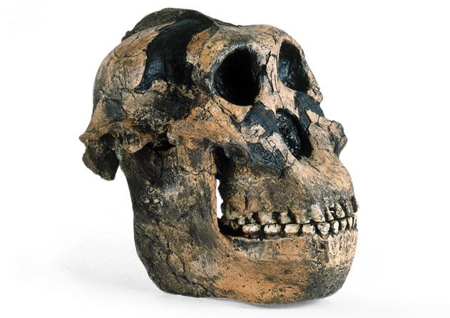 Paranthropus boisei