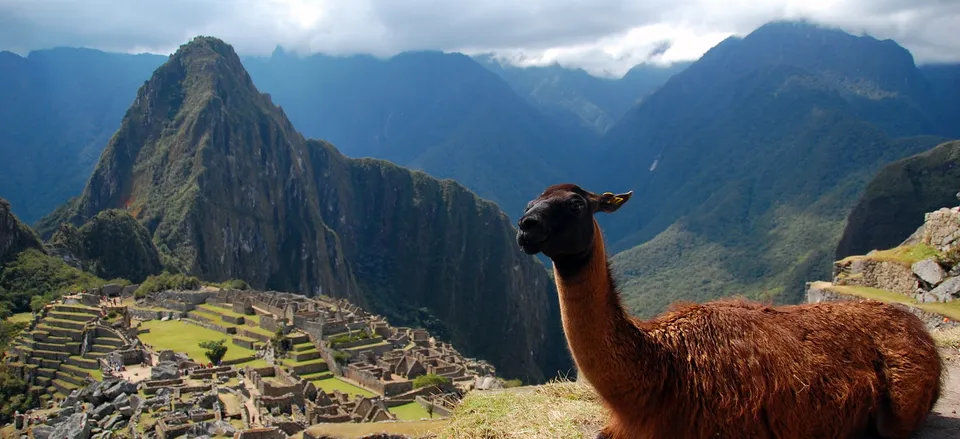  Llama overlooking Machu Picchu  