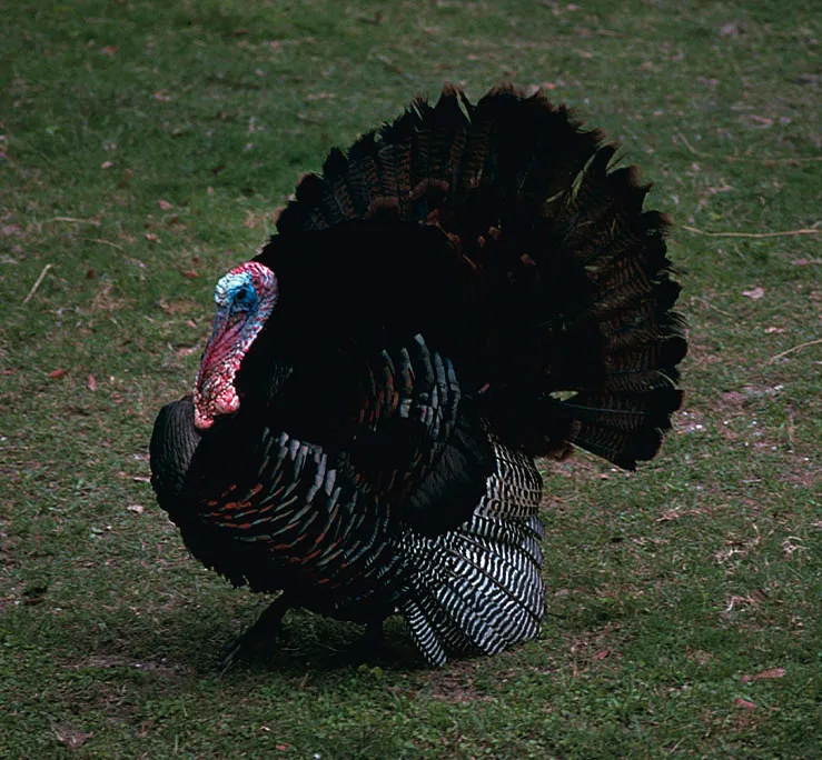 Male turkey