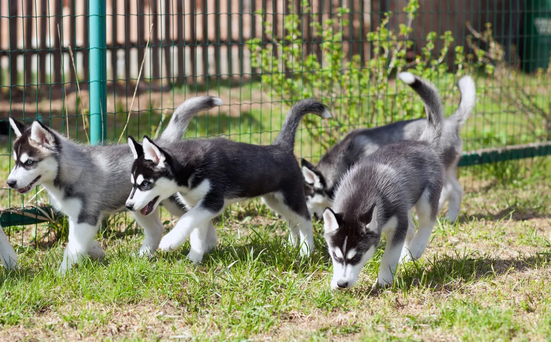 Husky puppies