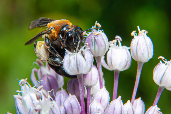 Bumblebee on flower thumbnail