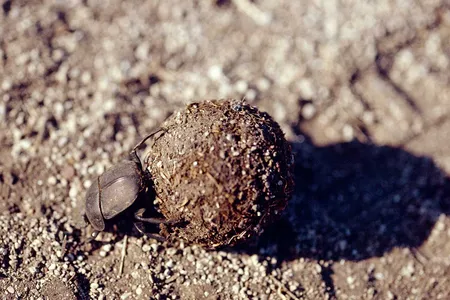 A dung beetle rolls its meal in Kgalagadi Transfrontier Park in South Africa. 