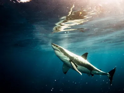 Great white sharks were once abundant in South Africa&rsquo;s False Bay and Gansbaai regions. But now, they appear to have ventured to safer waters elsewhere.
