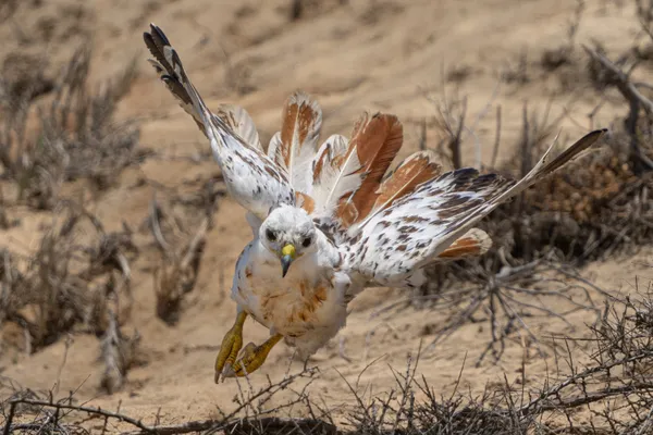 Rare Leucistic Red-Tailed Hawk Coming At Me thumbnail