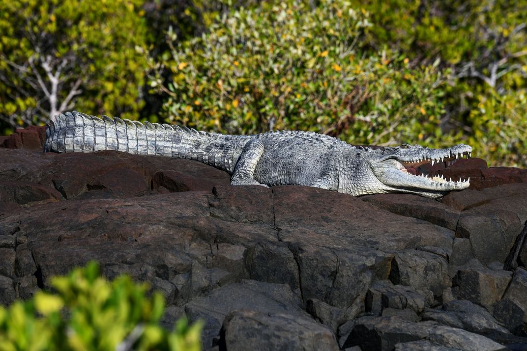 A saltwater crocodile amid the mangroves of Hunter River, the Kimberley, Australia Credit: Laure Patricot