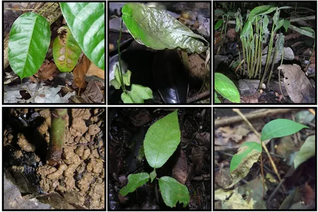 Unhealthy and dying seedlings in the forests of Panama.