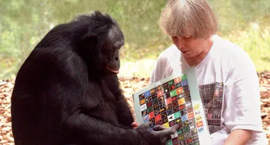 Sue Savage-Rumbaugh (with Kanzi in 2003) says her bonobos can communicate with her and each other using more than 348 symbols.