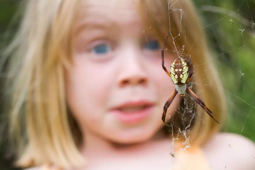 spider fear