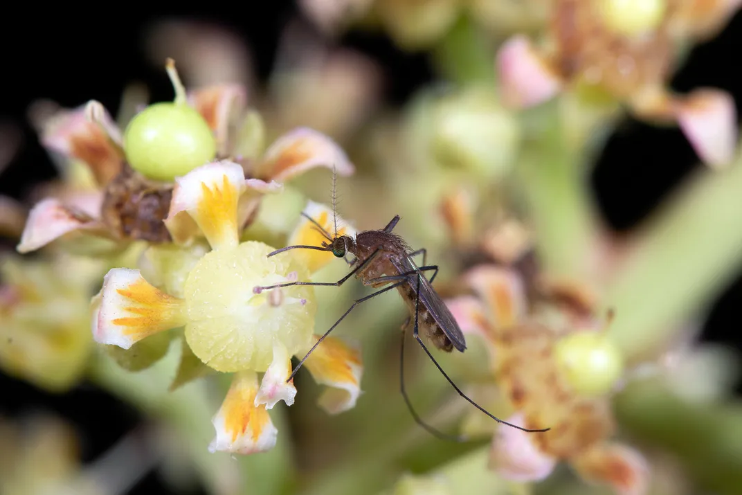 Brown mosquito on a yellow flower