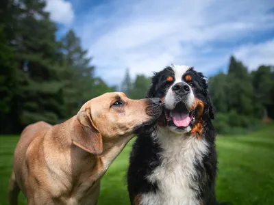 Experts recommend that dog owners make sure their pets are up to date on their vaccines and reducing their contact with large numbers of other dogs.&nbsp;