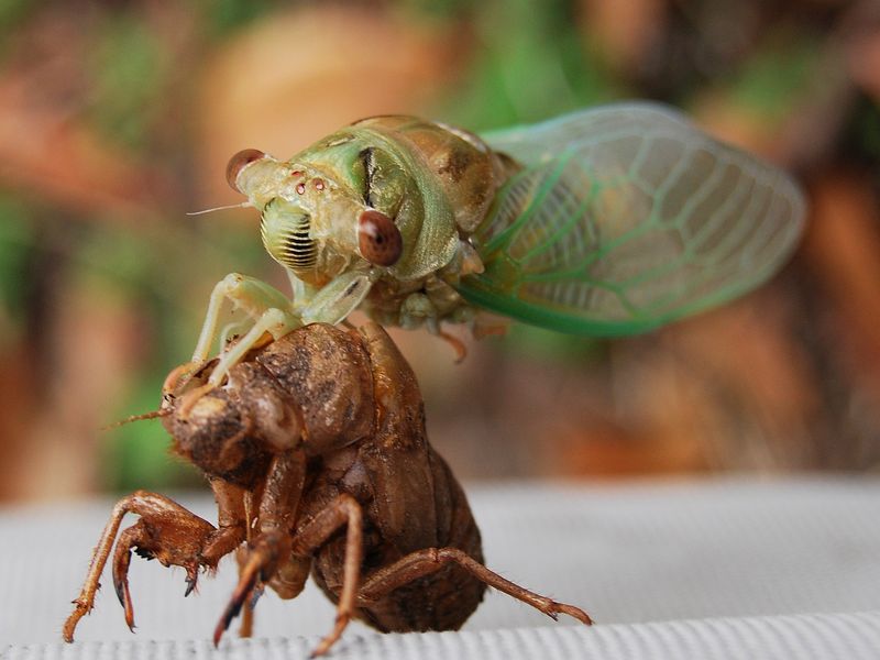 A locust coming out of its shell in my back yard. Smithsonian Photo