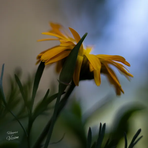 Distant Sun !! thumbnail