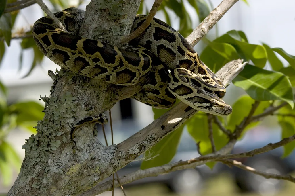 Large snake curled around a tree