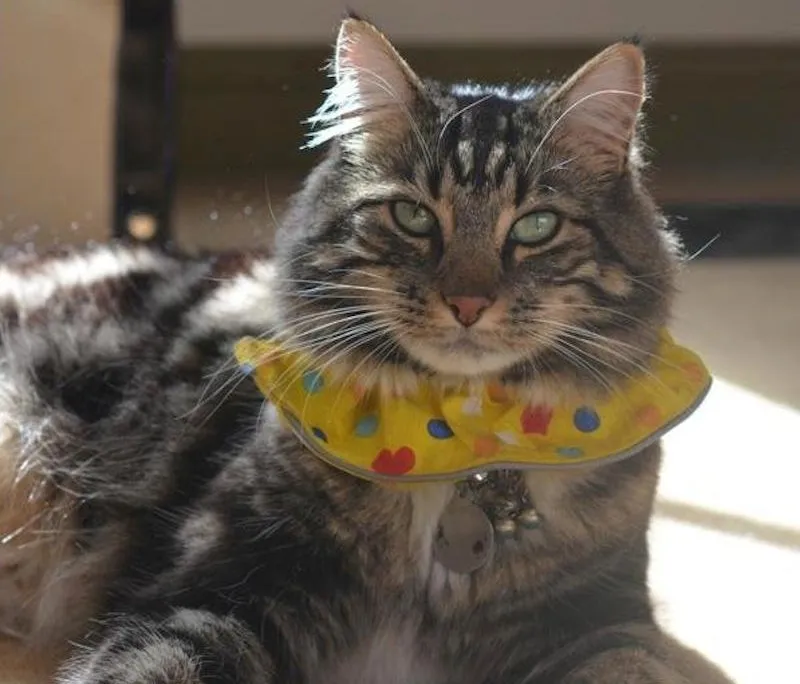 Birdsbesafe collar