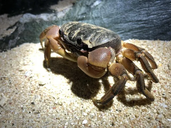 a crab on rocks