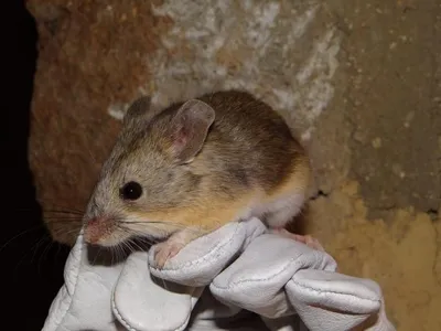 A leaf-eared mouse called&nbsp;Phyllotis vaccarum