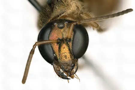 The face of a sweat bee (Megalopta amoena) that is half female (viewer's left, bee's right) and half male (viewer's right, bee's left)