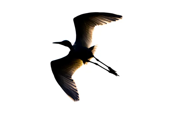 Grace to the Wind: Silhouette of an Egret in Majestic Flight thumbnail