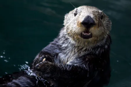 New research finds that sea otters have extremely high metabolisms for their size to keep warm in the cold ocean waters they inhabit.